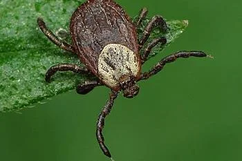 В регионе продолжается прививочная кампания против клещевого энцефалита